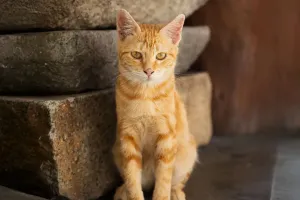 Kucing Favorit Banyak Orang