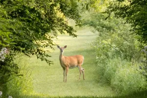 Hươu đuôi trắng