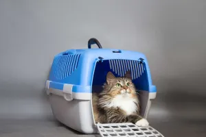 Mẹo chọn túi cho thú cưng