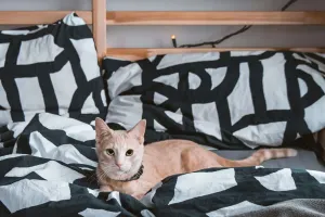 Giúp thú cưng quen nhà mới