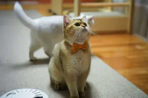 Sắm camera xịn cho chó mèo