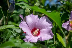 Hibiskus Magie