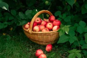 Spotting Overripe Fruit