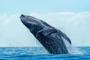 Sin Caza de Ballenas