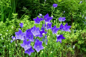 Growing Balloon Flowers