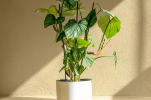 Calathea orbifolia perfeita