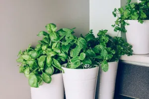 Vegetais do supermercado