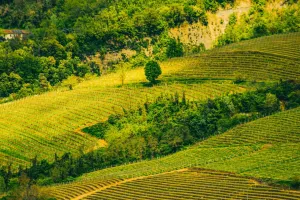 Pesona Lanskap Barolo