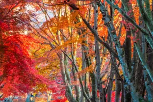 Panduan Mendaki Gunung Fuji