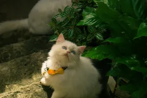 Lợi ích khi nuôi mèo