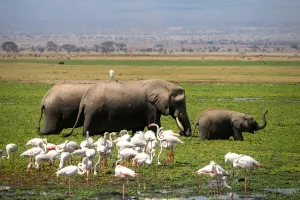 Mémoire éléphante