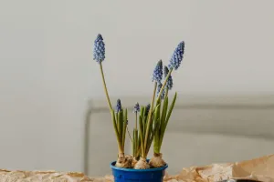 Muscari éternel