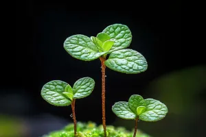 Sessizlik Her Şeydir