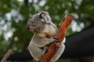 Koalaların Dünyası