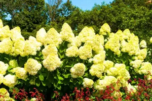 El Jardín Más Acogedor