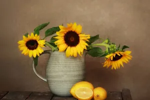 Bí mật của hoa hướng dương