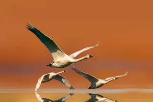 Bí mật cuộc đại di cư