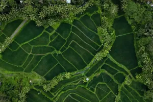 Walk Ubud’s Rice Fields