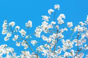 Floración en Caderechas