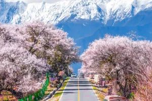 Menanam Pohon Persik