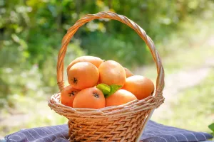 Lợi ích của quả tỳ bà