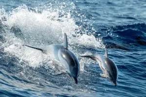 Động vật đoàn kết để sống