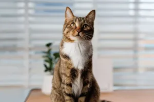 ¿Pueden Estar Solos?