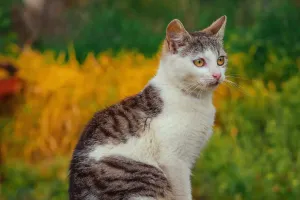 La Unica Gata Espacial