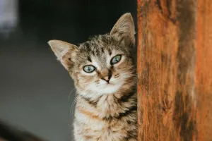 Estreñimiento en Gatos