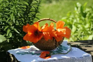 Cắm hoa giúp tâm trạng tốt