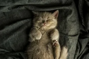 Atklāti kaķu sapņu noslēpumi