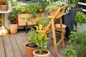 Stop Overwatering Plants