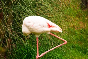 Flamingo noslēpums