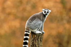 Dạy trẻ yêu thiên nhiên