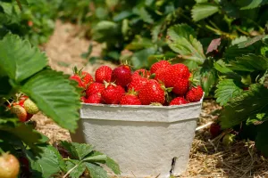Wissenswertes über Erdbeeren