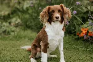 Cães e saúde mental!