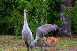 L’apprentissage animal