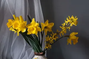 Nergisler Açtı mı?