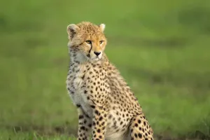 Bí mật tốc độ của báo săn