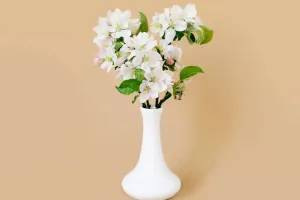 Ý nghĩa loài hoa báo xuân