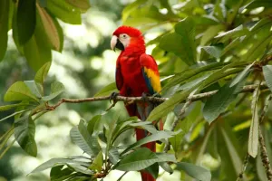 Krāšņi krāsaini putni