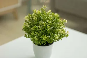 Zimmerpflanzenpflege