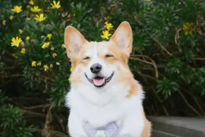 Sự thật về tính cách Corgi