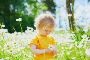 Sự thật thú vị về hoa cúc