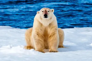 Datos Animales Increíbles