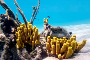 Origen de los Animales