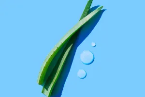 Bí Kíp Làm Đẹp Từ Lô Hội