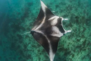 Manta si Raksasa Laut