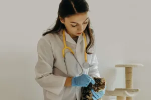 Vệ sinh tai mèo an toàn