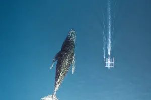 Spot Hiu Paus Indonesia